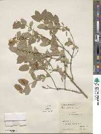 Lonicera tatarica image