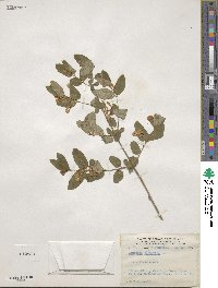 Lonicera tatarica image