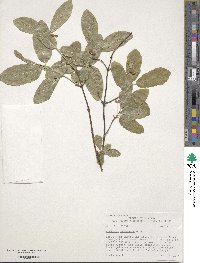 Lonicera utahensis image