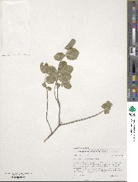 Lonicera utahensis image