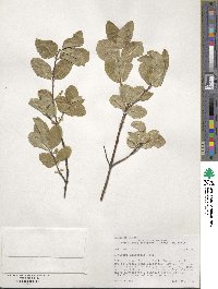 Lonicera utahensis image