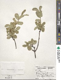 Lonicera utahensis image