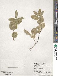 Lonicera utahensis image