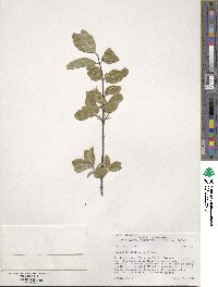 Lonicera utahensis image