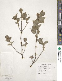 Lonicera utahensis image