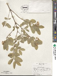 Lonicera utahensis image