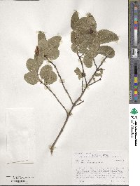 Lonicera utahensis image