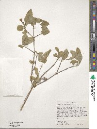 Lonicera utahensis image