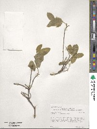 Lonicera utahensis image