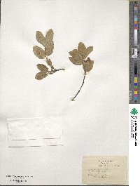 Lonicera utahensis image