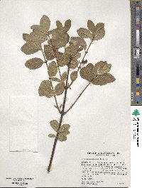 Lonicera utahensis image