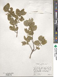 Lonicera utahensis image