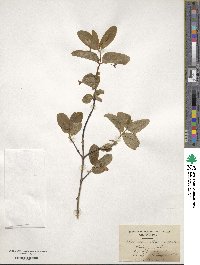 Lonicera utahensis image