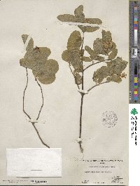 Lonicera utahensis image