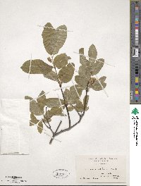 Lonicera utahensis image