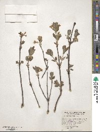 Lonicera utahensis image