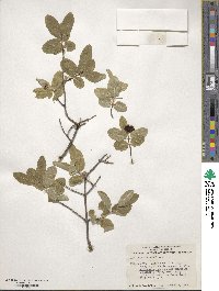 Lonicera utahensis image