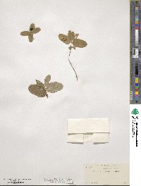 Lonicera utahensis image