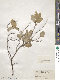 Lonicera utahensis image