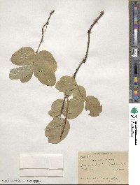 Lonicera utahensis image