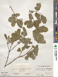 Lonicera utahensis image