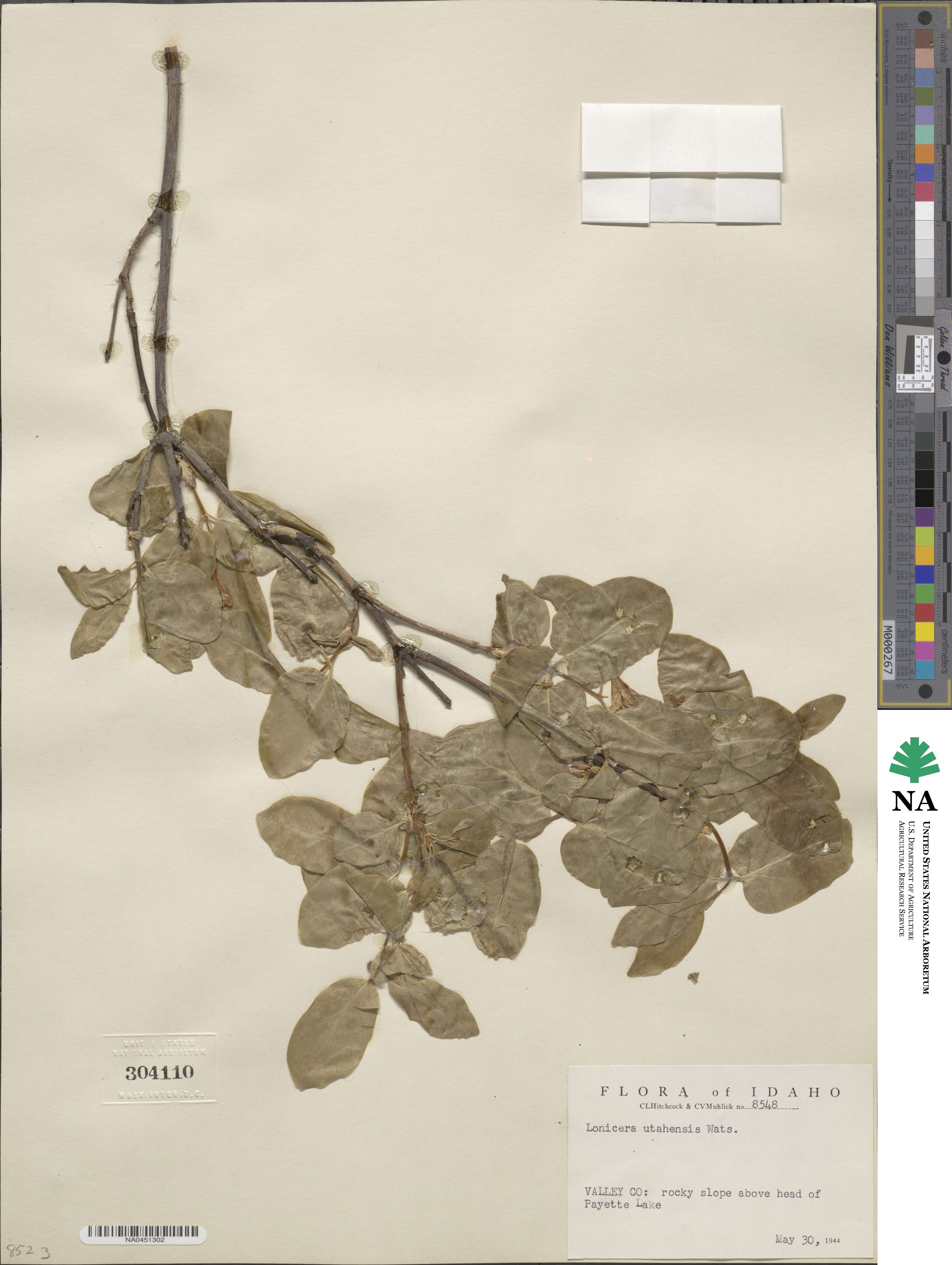 Lonicera utahensis image