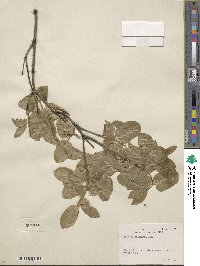 Lonicera utahensis image