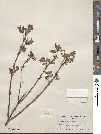 Lonicera utahensis image