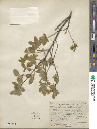 Lonicera utahensis image