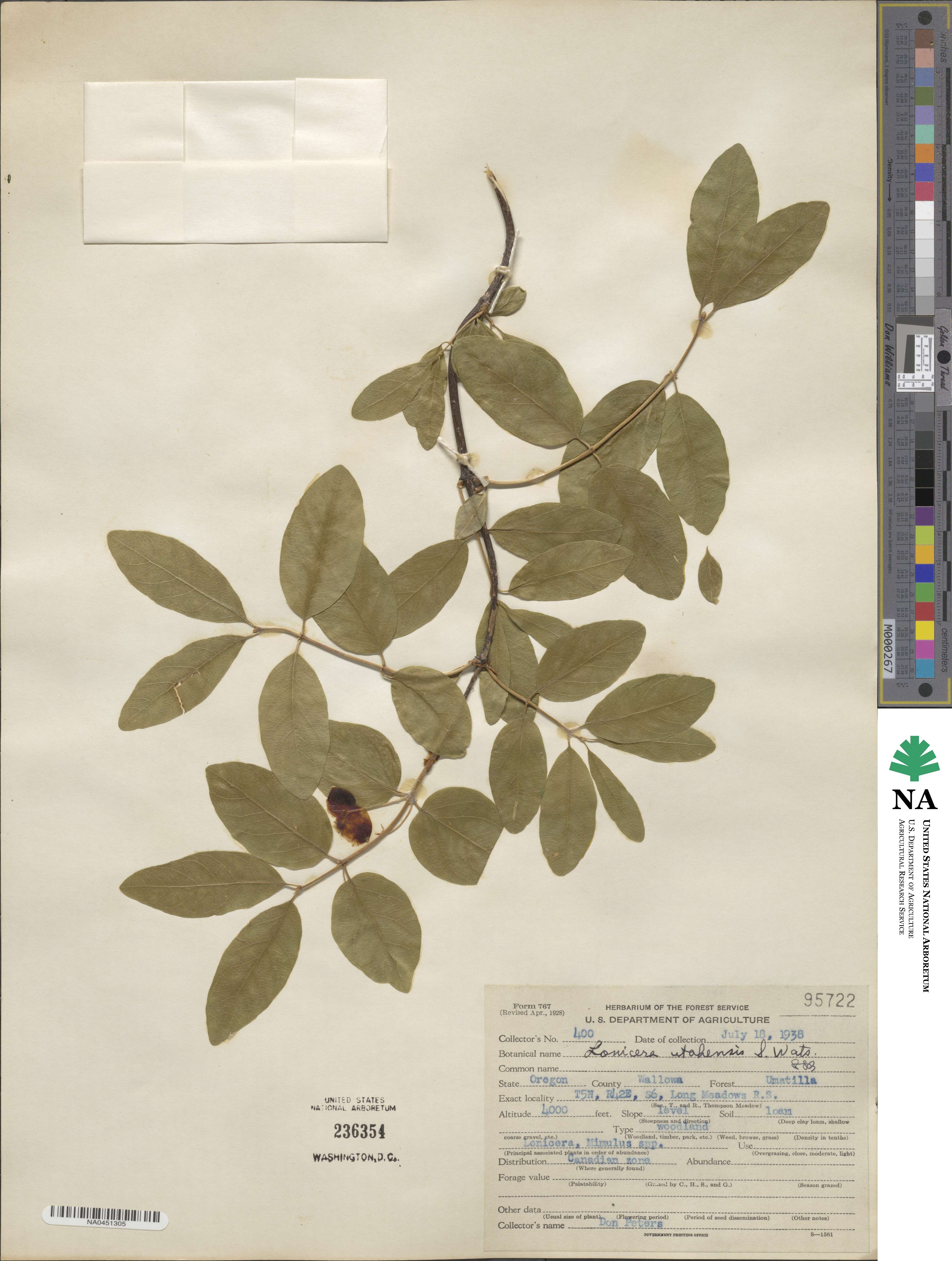 Lonicera utahensis image