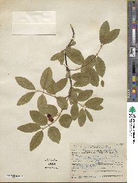 Lonicera utahensis image