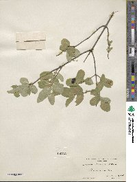 Lonicera utahensis image