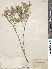 Lonicera utahensis image