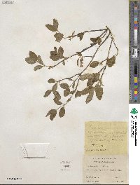 Lonicera utahensis image