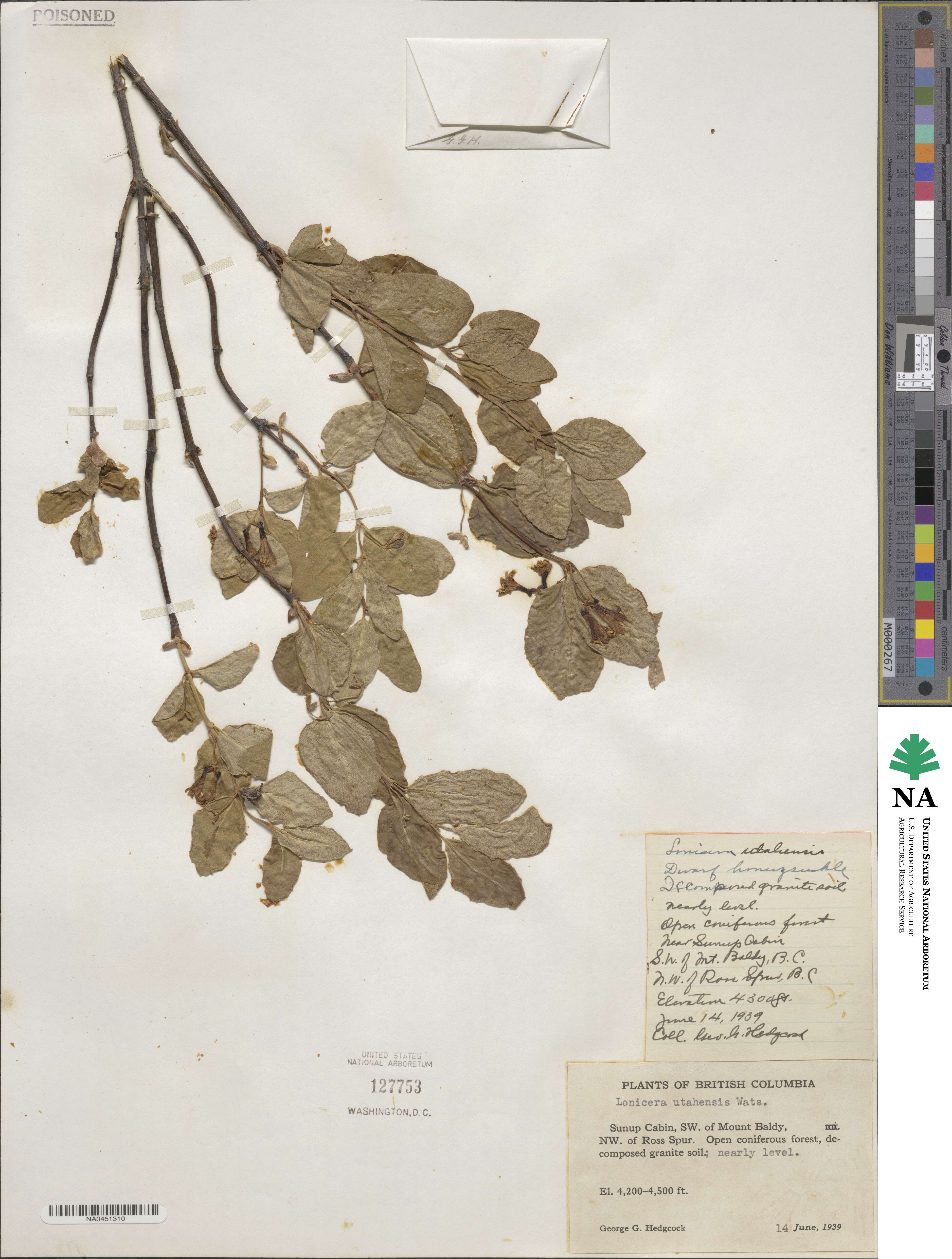 Lonicera utahensis image