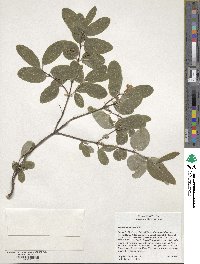 Lonicera utahensis image