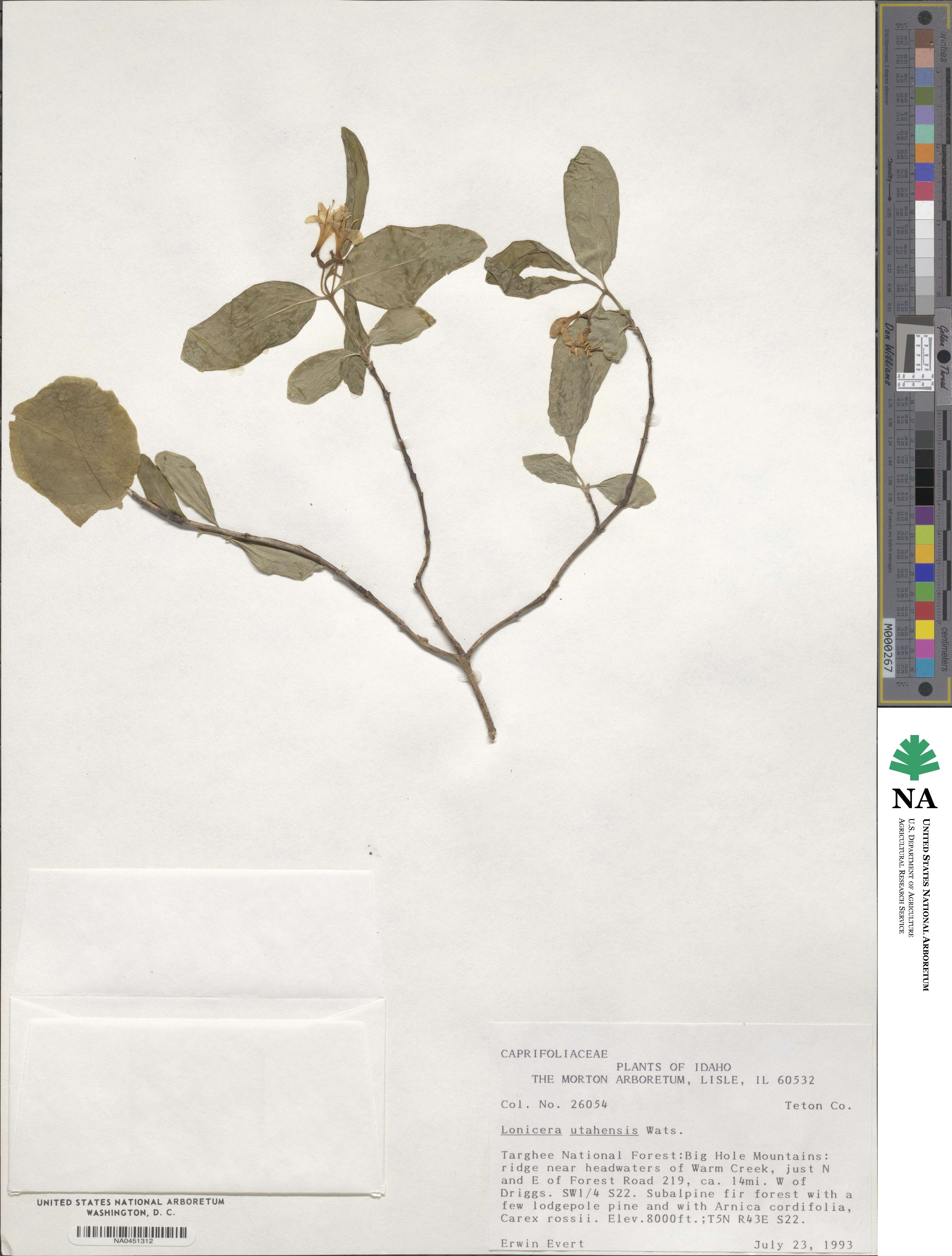 Lonicera utahensis image