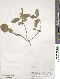 Lonicera utahensis image