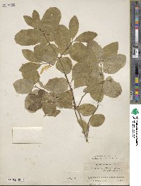 Lonicera utahensis image