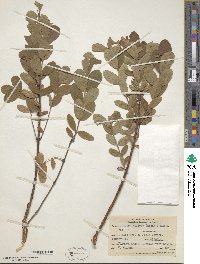 Lonicera villosa image