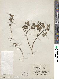 Lonicera villosa image