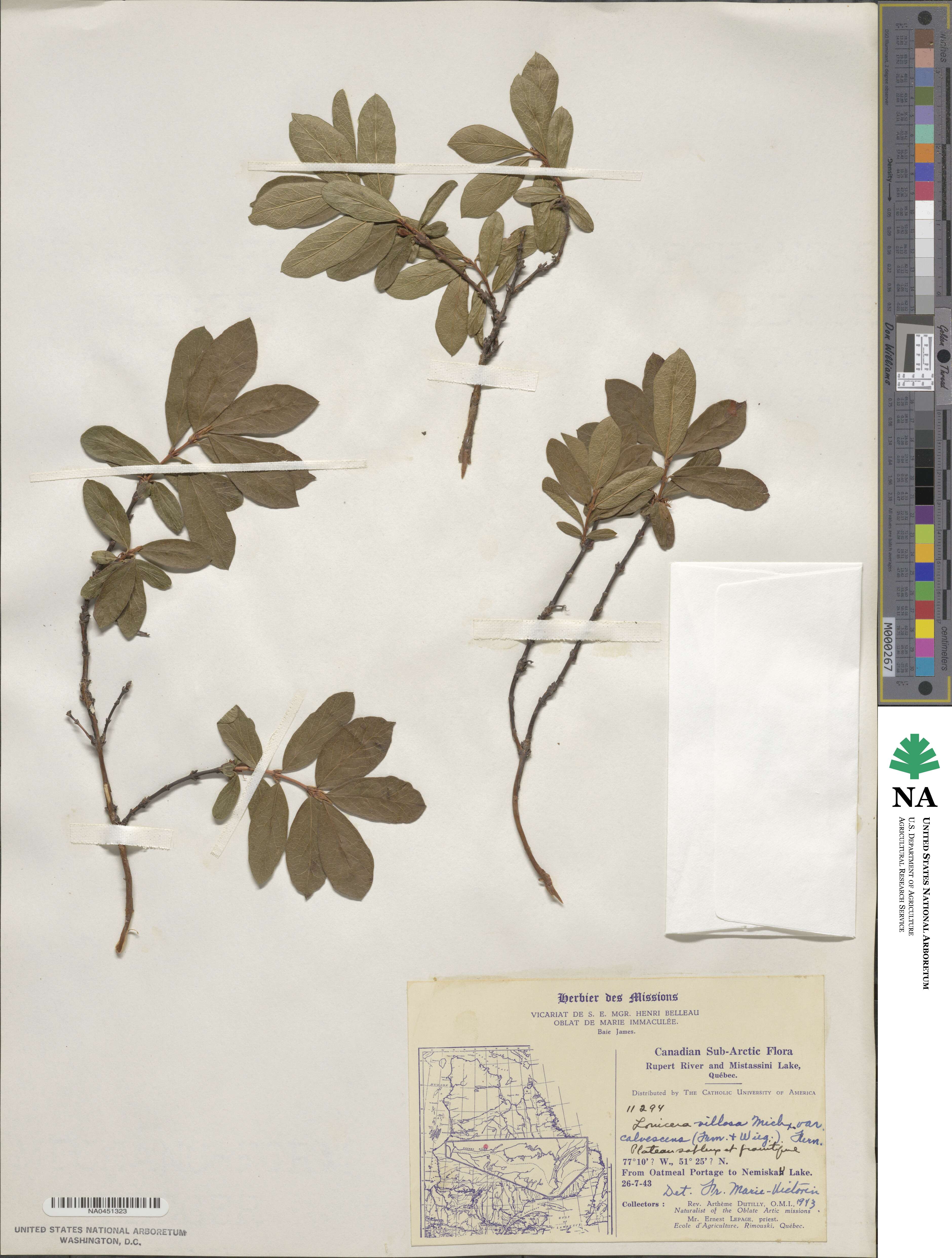 Lonicera villosa var. calvescens image