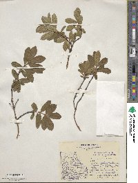 Lonicera villosa var. calvescens image