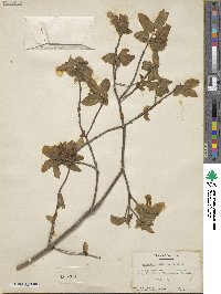 Lonicera xylosteum image