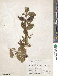 Lonicera japonica image