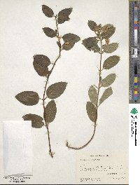 Lonicera japonica image