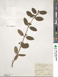 Lonicera japonica image