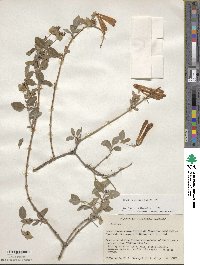 Lonicera pilosa image