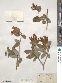 Lonicera pilosa image