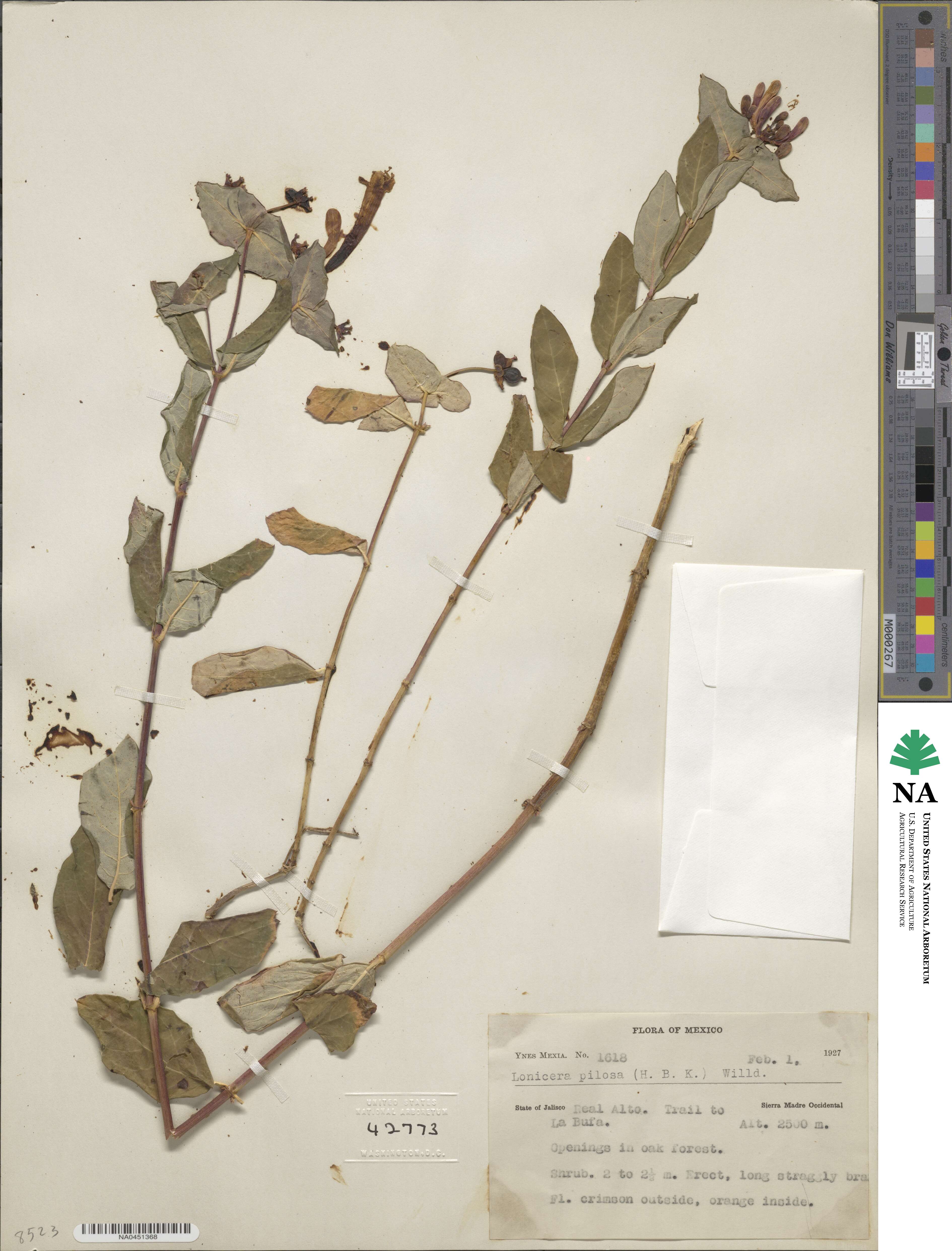 Lonicera pilosa image